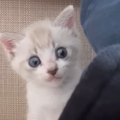 ごはんを完食した赤ちゃん猫に『おいしかった？』と聞いてみたら…まさかの…