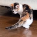 自分の『しっぽ』が気になる子猫→捕まえようとした結果…微笑ましすぎる光…