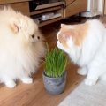 普段は優しい猫に『猫草』を与えたら、同居中の犬に…まさかの『性格豹変』…