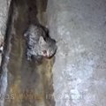 排水路で瀕死の子猫を救助。お願い、間に合って…