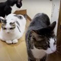 『遅く帰っただけなのに…』対応が塩すぎる、愛猫たちのお出迎え