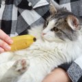 猫に『バナナ』をあげても大丈夫？栄養素や与える場合に注意すべきこと