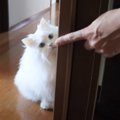 『汚れて毛玉だらけだった元捨て猫』の現在…パパと遊ぶ姿が反則級に可愛す…