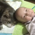 猫が『ぐずる赤ちゃん』を見たら…まさかの行動が"優しすぎる&quo…