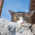 猫の『見た目が変わる』原因となりうるものとは？4つの要因をご紹介　…