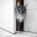 猫が禁止している部屋に『わざと入る』理由３つ