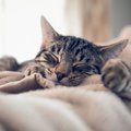 猫が思わず『触りたくなってしまうもの』5選　好奇心を刺激する理由からイ…