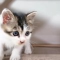 ひとりぼっちで鳴いていた子猫を保護した結果…成長後の姿に 『幸せで…