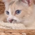 リラックスしていた猫→パパが『おなら』をした次の瞬間…突然の"悲劇&…