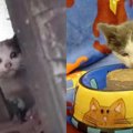 駐車場に響き渡る子猫の鳴き声……逃げ回る子猫の保護を試みるも？