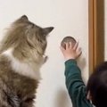 扉を開けようとする赤ちゃんに……となりにいた猫がとった『まさかの行動』…