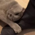 出張から帰ってきたお父さん→『女子猫』たちが集まってきて…モテモテすぎ…