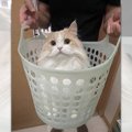 『かわいい猫はいらんかね？』もふもふ猫ちゃんの訪問販売！これは思…