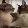 実はこんなことが？！猫ちゃん達の"裏側"