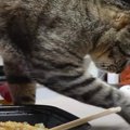 隠さなきゃ！猫ちゃんの"いらんいらん"