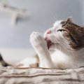 愛猫が『今の暮らしに満足している』4つのサイン　ゴロゴロ、のんびり…