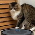 お掃除ロボットを導入してみたら…元野良猫が見せた『可愛すぎる反応』…
