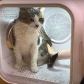 猫さんのお風呂上がりに！ドライヤーハウスってどんな感じ？