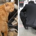 『駅に10年いた名物猫』がついに卒業へ…新しい人生を歩み始める姿に喜…