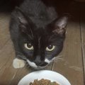 野良猫との距離を縮める方法！３つのステップで仲良しに