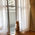 マンション猫と一軒家猫、生活や性格に違いは出る？