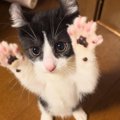 2本足で立っていた子猫→動きが止まったかと思ったら"次の瞬間&qu…