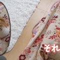 鏡に映るもうひとりの自分に戸惑う猫ちゃんたち♡