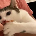 ちゅ〜るの袋ごとガツガツかじる食いしん坊な猫さん♪「誰にも取られな…