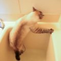 お風呂に足を滑らせた猫…落ちた後のスピード感が良すぎると話題に『恥…