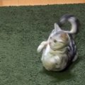 “ヘソ天”している猫を撮影しようとしたら、同居猫が物音を立ててしまい…『…