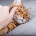 『睡眠中の猫』に絶対やってはいけないタブーな行為4つ　不機嫌になる…