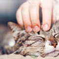 ツンな猫がデレる時…『甘えたい猫』のサイン3つと、飼い主さんの100点…