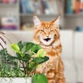 『猫のいる部屋』で守るべき4つの約束事　愛猫を危険にさらす、飼い主…