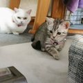 「何者なの！？」掃除機vs子猫！果たしてどうなる？