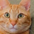 ソファに座っていた茶トラ猫→足を見ると…思わず二度見する『まさかの光景…