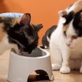 同居猫に『自分のご飯』を奪われてしまった猫……予想外の行動をとる様子に…