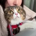 ベランダに出てキョロキョロ。真剣な眼差しで雪を見つめる猫さんたち…