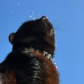 青空を見上げる猫→近くにある『雲の形』を見ると……奇跡的な瞬間に「と…