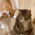 ママが家に帰るとドアの前で猫たちが…可愛すぎる『お出迎えの様子』に１万…