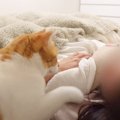 『起こし方が超絶かわいい猫』素敵すぎるモーニングルーティンに180万…