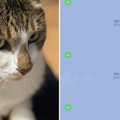 猫の前足に置かれていたスマホを見たら…『衝撃のスタンプを208個送信…