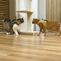 『喧嘩っ早い元野良猫2匹』をリードなしで初対面させたら…思わぬ展開…