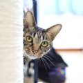 猫が『警戒する』飼い主のNG行動3つ　信頼を失う可能性も？安心させる…