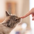 猫が飼い主さんの『ニオイを激しくかぎ倒す』4つのシーン　猫流の“現…