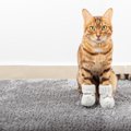 猫の『足先が冷えている』ときに考えられる原因3つ　病気のリスクから対処…