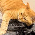 玄関で『パパの靴』の上にいるネコを見て…ママが放った『まさかの一言』に…
