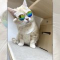 猫界にもパリピが存在した！サングラスでキメる姿に盛り上がる一同「…