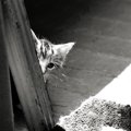 『極端に臆病な猫』と仲良くなるための秘策5選　目が合えばシャー！……