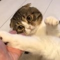 おかえり！飼い主さんをお出迎えする猫さん♪