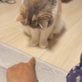 目の前にある『飼い主の指』を狙うネコ→勢いよくパンチを繰り出すと…『可…